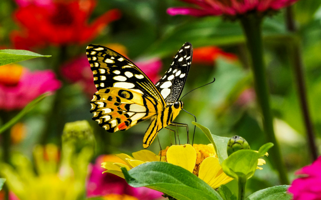 Café Causerie – Sortie au Jardin des papillons