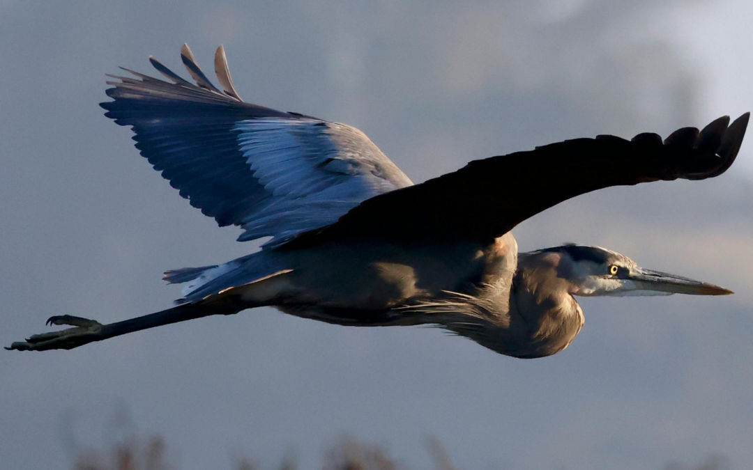 Café Causerie – Sortie d&rsquo;observation des oiseaux